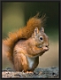 Eekhoorn, Red Squirrel, Sciurus vulgaris Location: Hof van Twente, the Netherlands eekhoorn 2 MG 2482 kopie
